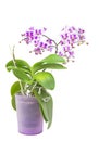 Purple blooming orchid plant in pink flower pot. Isolated on white background, selective soft focus. Beautiful home bouquet of pur Royalty Free Stock Photo