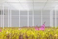 Purple blooming orchids in greenhouse