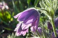 purple, blooming pasque flower in the garden in spring Royalty Free Stock Photo