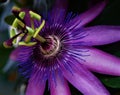 purple blooming passions flower