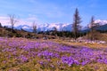 Purple blooming spring crocus (Crocus vernus) flowers at Velika planina Royalty Free Stock Photo