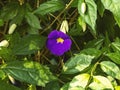 Purple blooming Thunbergia flower on a background of green leaves, close up view