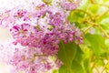 Purple blooming varietal double lilac with green leaves in spring garden