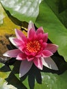 Purple blooming water lily Royalty Free Stock Photo
