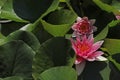 Purple blooming water lily Royalty Free Stock Photo