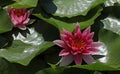 Purple blooming water lily Royalty Free Stock Photo