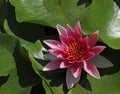 Purple blooming water lily Royalty Free Stock Photo