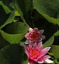 Purple blooming water lily Royalty Free Stock Photo