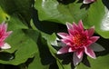 Purple blooming water lily Royalty Free Stock Photo