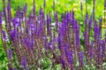 Purple blooming woodland sage, Salvia nemorosa, Balkan clary or Hain Salbei
