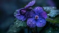 Purple flowers with water droplets in darkness Royalty Free Stock Photo