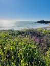 Purple Blooms by the Shore: California Beachside Serenity