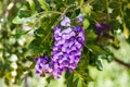 Purple Blooms on Texas Mountain Laurel shrub.