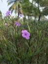 Purple blosoom outland Royalty Free Stock Photo