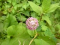 Purple blossom of a clover in a meadow