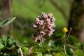 Purple blossom of the common butterbur, also called Petasites hybridus or Gewoehnliche Pestwurz Royalty Free Stock Photo