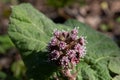 Purple blossom of the common butterbur, also called Petasites hybridus or Gewoehnliche Pestwurz Royalty Free Stock Photo