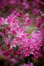 Purple blossom crabapple