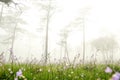 Purple blossom flower grass field in foggy pine forest background landscape Royalty Free Stock Photo