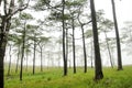 Purple blossom flower grass field in foggy pine tree forest background landscape Royalty Free Stock Photo