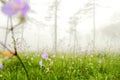 Purple blossom flower grass field in foggy pine tree forest background landscape Royalty Free Stock Photo