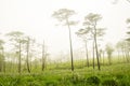 Purple blossom flower grass field in foggy pine tree forest background landscape Royalty Free Stock Photo