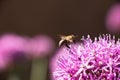 Purple blossom with flying bee,macro photography.Botany background with copy space Royalty Free Stock Photo