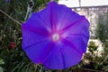 Purple blossom - Ipomoea violacea - Prunkwinden