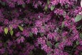 Purple blossom of Loropetalum chinense rubrum shrub