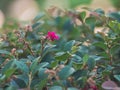 the Purple blossom of Loropetalum chinense rubrum shrub