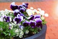 Purple is blossom in pot, close up. Viola flowers is growing in garden or park. Landscaping and decoration Royalty Free Stock Photo