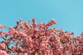 Purple blossom tree in the spring with little bees flying around and blue sky background.