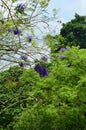 Purple blossom and trees at Singapore Botanical Gardens Royalty Free Stock Photo