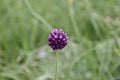 A flower of wild onions in the steppe in the afternoon against the grass background