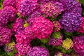 Purple blossoming hortensia