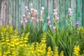Purple blossoming iris flowers on a turquoise wooden fence background Royalty Free Stock Photo