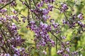 Purple blossoms on branches of Desert Ironwood Tree in Arizona`s Sonoran desertr.