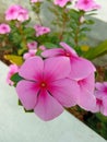 Purple Blossoms: Enchanting Garden Elegance Royalty Free Stock Photo