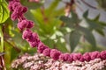 Purple blossoms hanging on a string with a bee macro Royalty Free Stock Photo