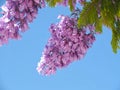 Purple blossoms of a Jacaranda tree, black poui, with blue sky Royalty Free Stock Photo