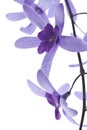 Purple blossoms on white background