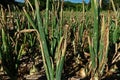 Purple blotch disease on onion