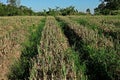 Purple blotch disease on onion