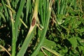 Purple blotch disease on onion