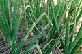 Purple blotch disease on onion