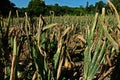 Purple blotch disease on onion