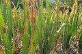 Purple blotch disease on onion