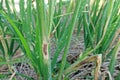 Purple blotch disease on onion