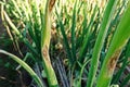 Purple blotch disease on onion