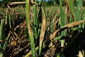 Purple blotch disease on onion